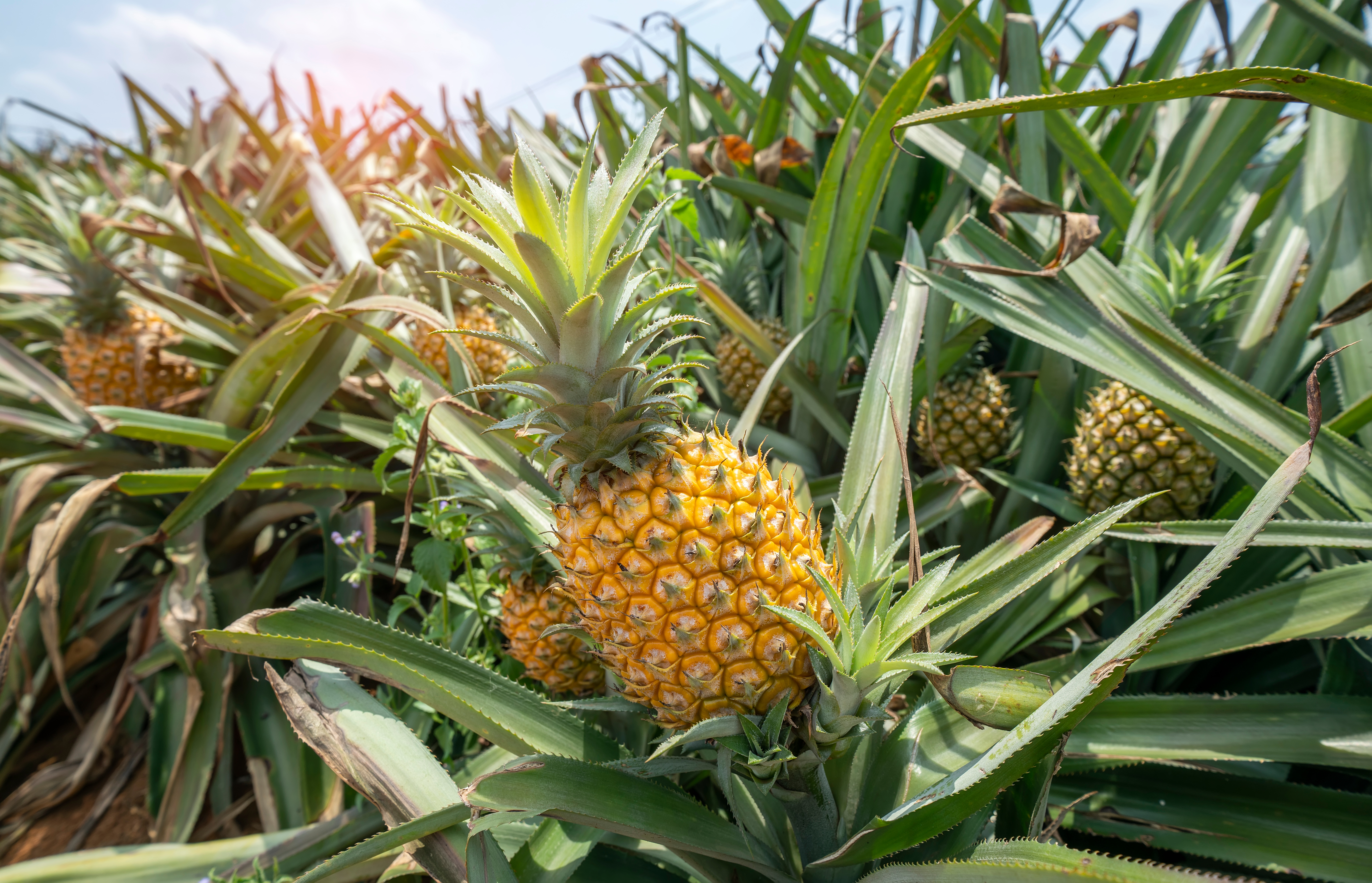 Banana plantation — Fuxing Group supplies export packaging to global fruit growers